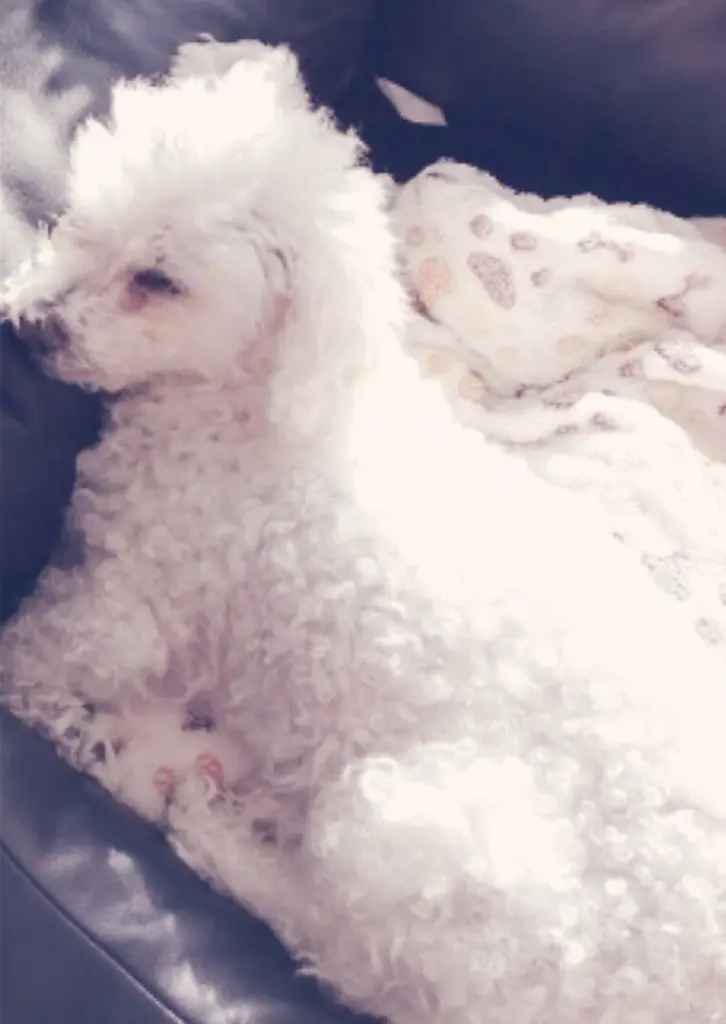 Condolence image of Snowy ♡