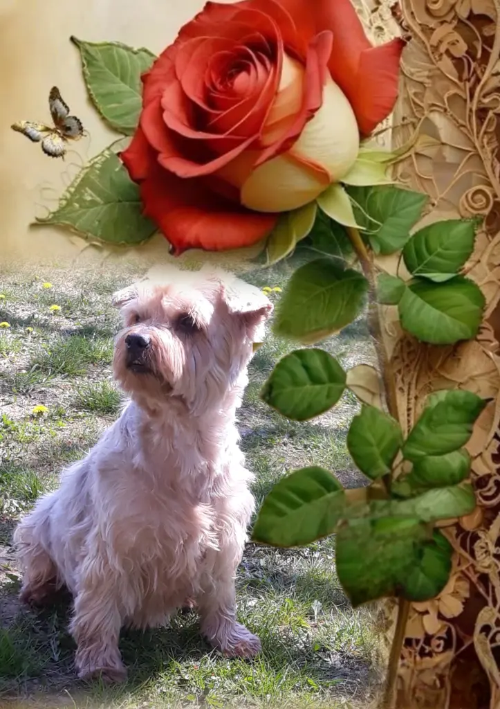 Condolence image of ⭐️Dobranoc nasz najdroższy Jackusiu♥️ 