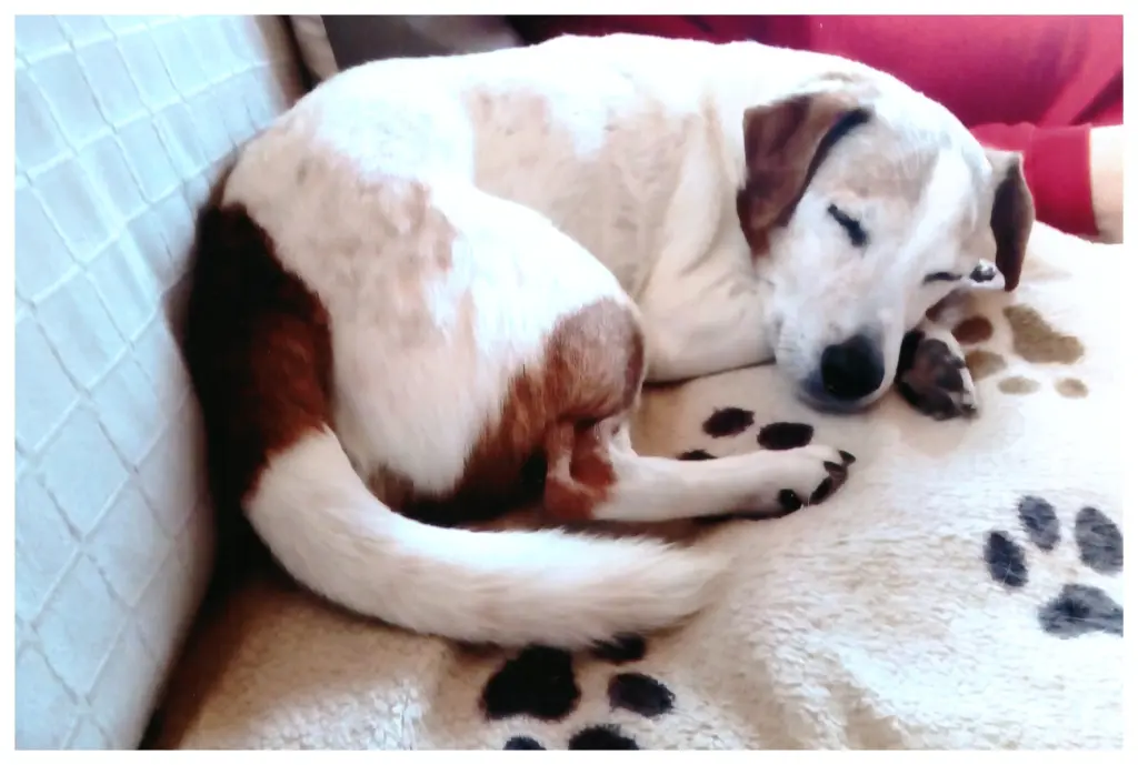 Condolence image of Paul mit "Seelenhund Spiky im Herzen"