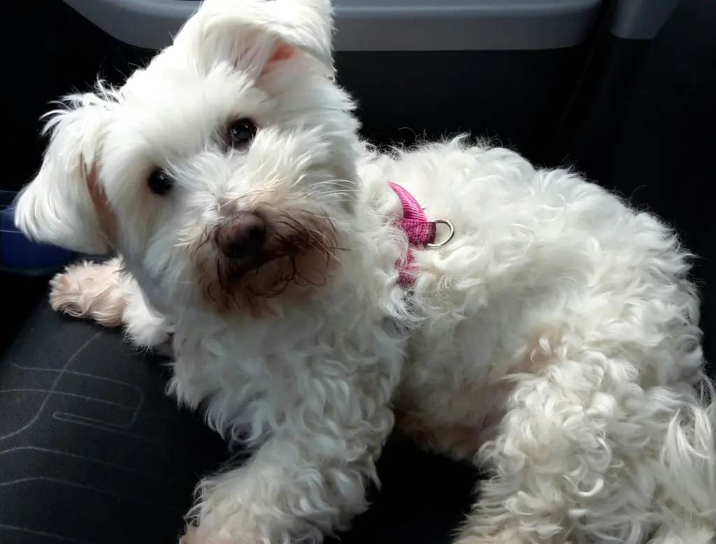 Condolence image of Martina mit Seelenhund Samy ♥️⭐♥️ für immer im Herzen 