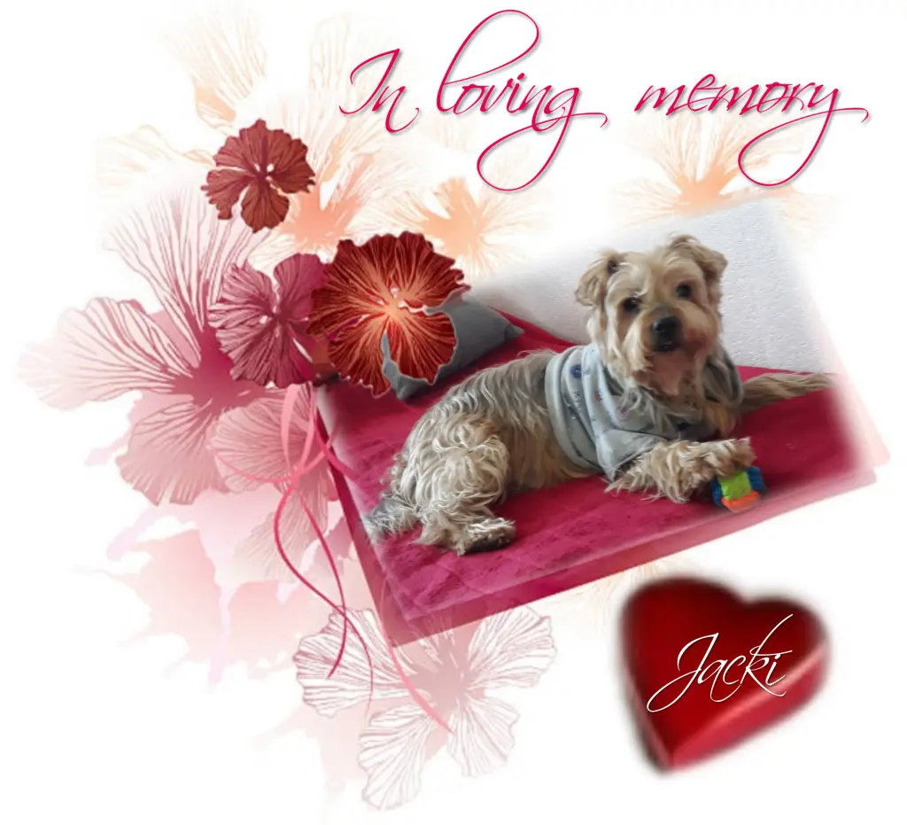 Condolence image of Sonntag,126 Wochen, 29 Monate ohne Dich♥️ unser allerliebster Jacki♥️ 