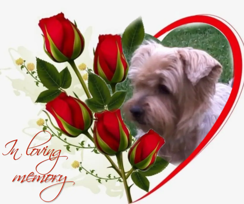 Condolence image of ♥️Love forever♥️