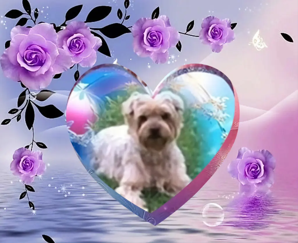 Condolence image of 126....Tygodni....29.....Miesięcy....BEZ CIEBIE❤️⭐️Ukochany❤️❤️❤️Jackuniu❤️⭐️