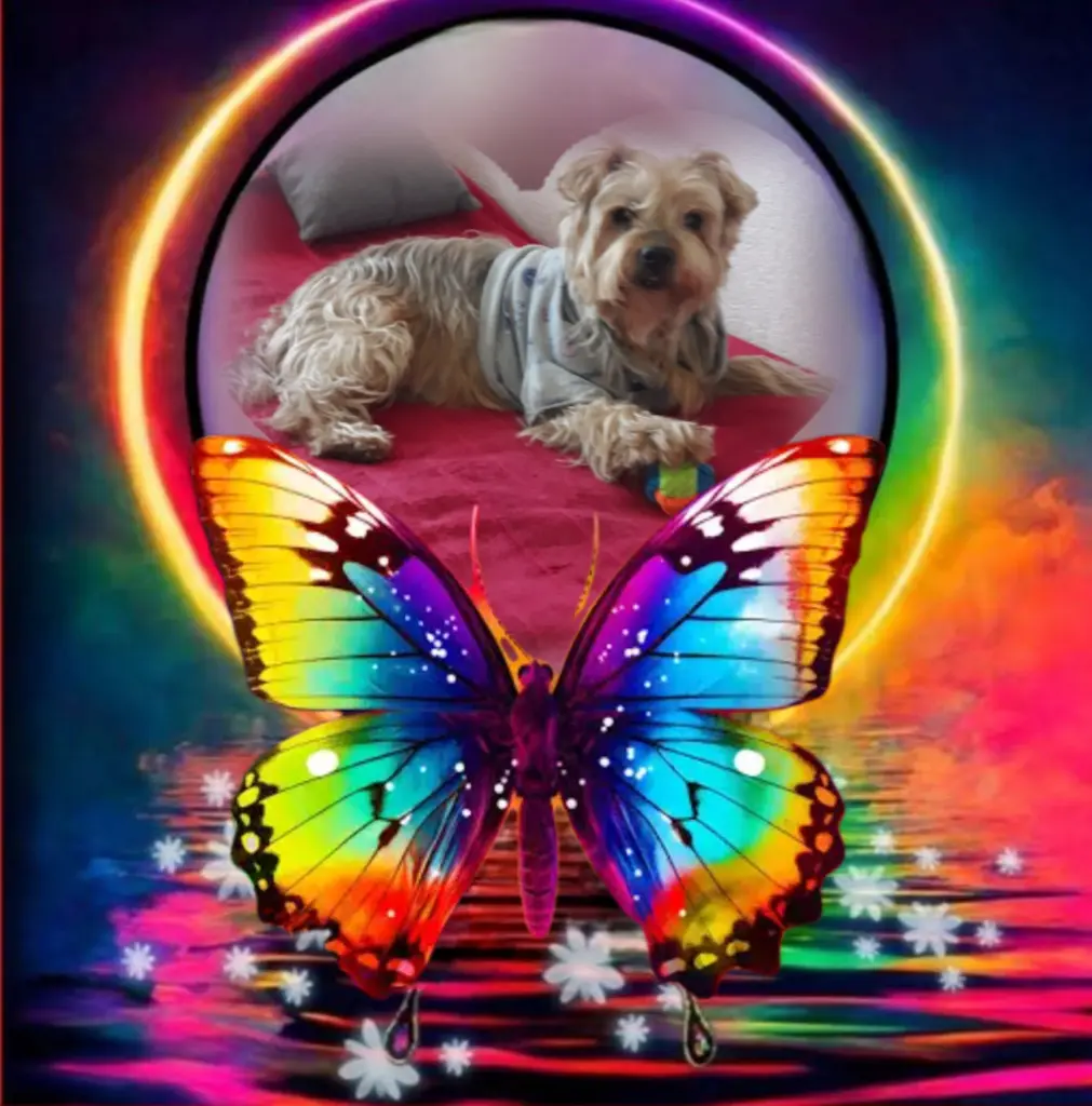 Condolence image of ⭐️Dobranoc nasz najdroższy Jackusiu♥️ 