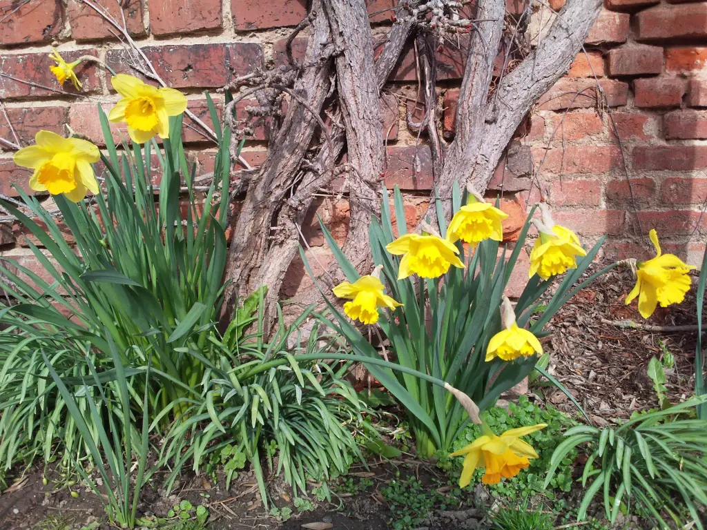 Condolence image of Manuela mit Seelenhund Flick