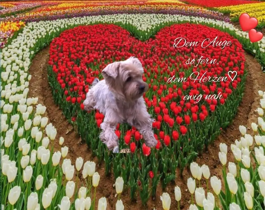 Condolence image of ♡