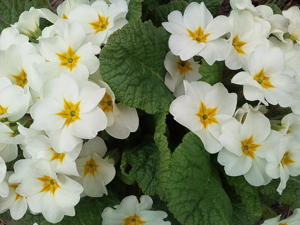 Condolence image of Manuela mit Seelenhund Flick