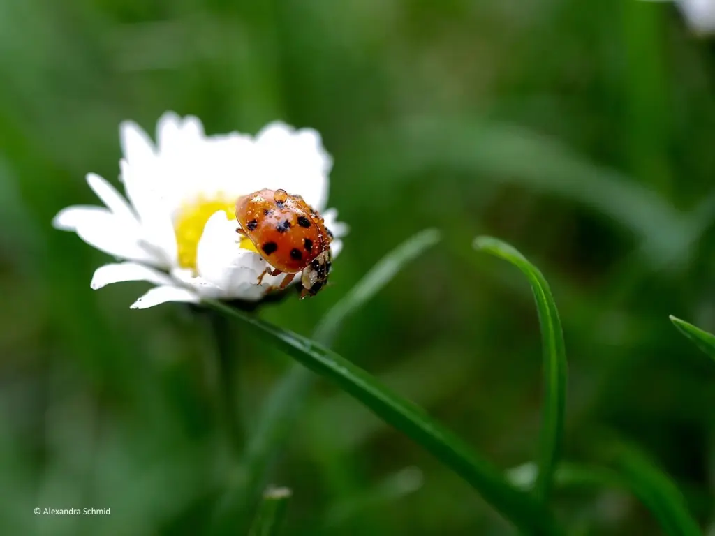 Condolence image of Iris mit Linus und Eliot im ♥ 