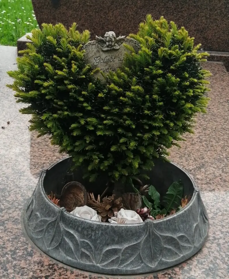 Condolence image of Martina mit Seelenhund Samy ♥️⭐♥️ für immer im Herzen 