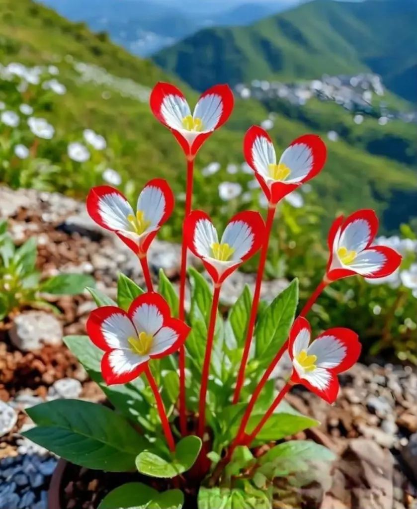 Condolence image of Ewa & Krzysztof 