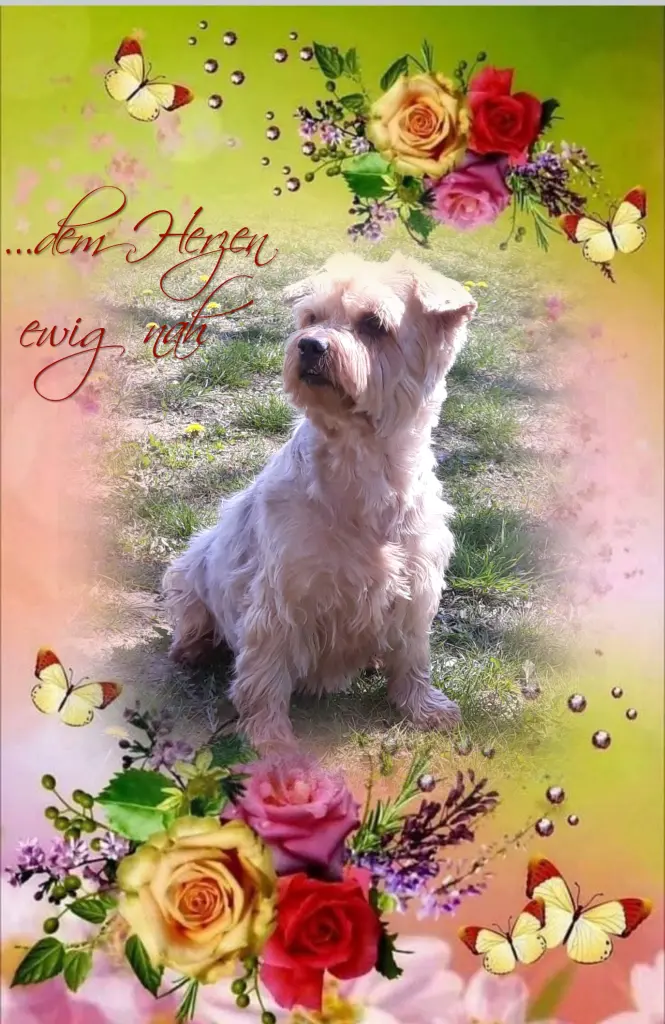 Condolence image of Sonntag,132 Wochen ohne Dich♥️ unser allerliebster Jackuś♥️ 