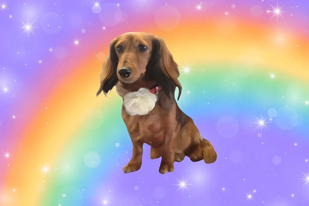 Condolence image of Diana mit Lara 