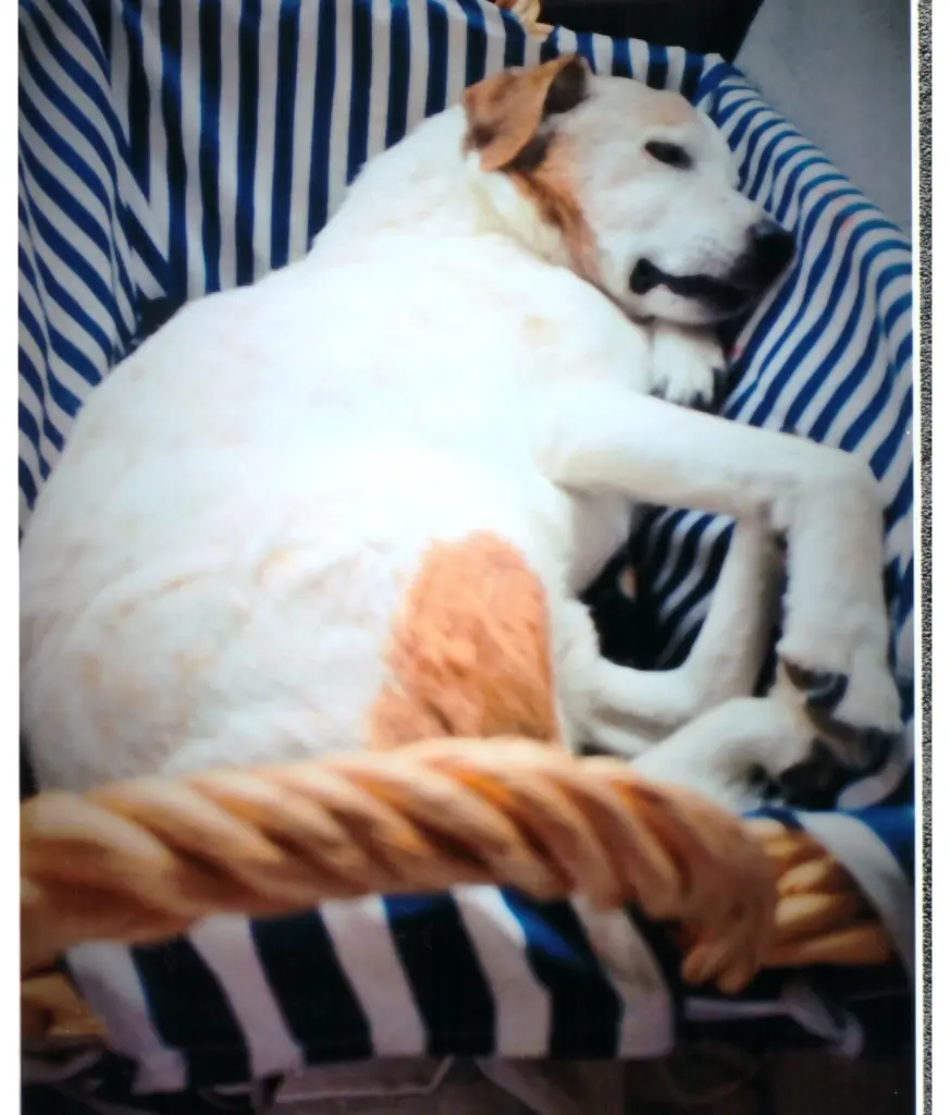 Condolence image of Paul mit "Seelenhund Spiky im Herzen"