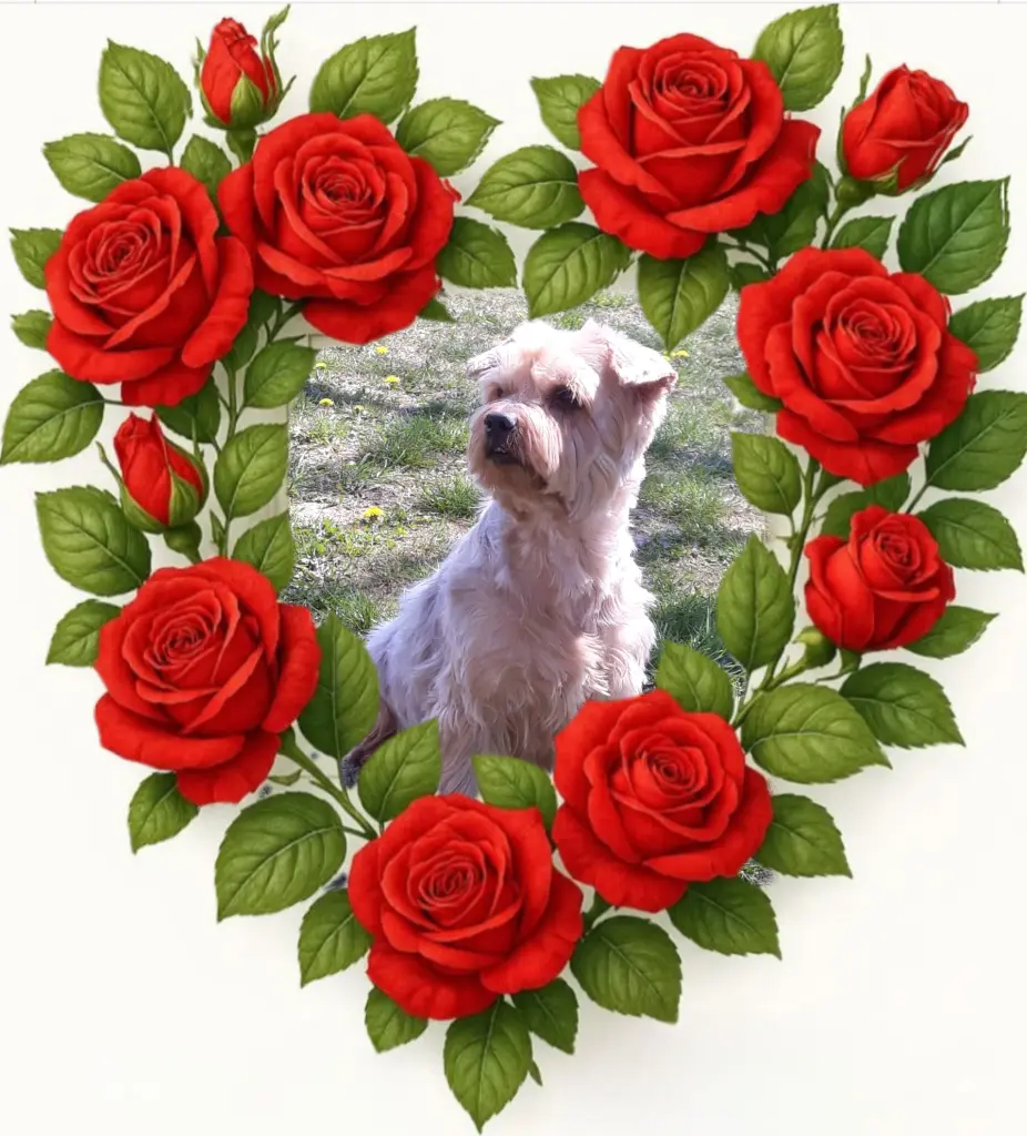 Condolence image of Sonntag,135 Wochen ohne Dich♥️ unser allerliebster Jacki♥️ 