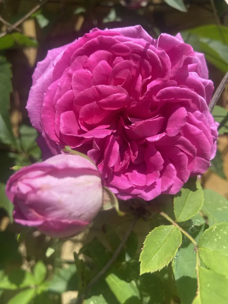 Condolence image of Wenke mit Lilli im❤️