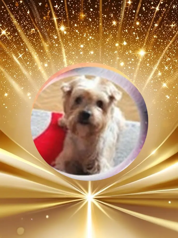 Condolence image of 136.Tygodni......Bez Ciebie❤️⭐️Ukochany❤️❤️❤️❤️❤️❤️❤️Jackuniu❤️⭐️