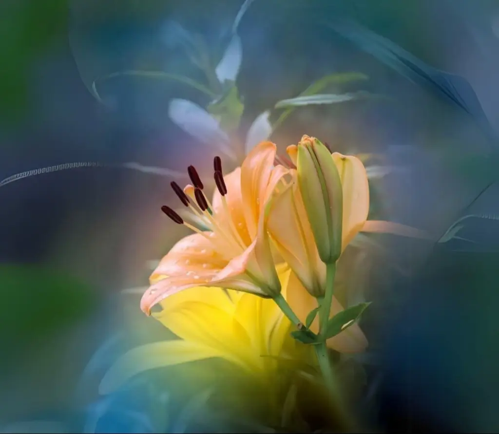 Condolence image of ⭐️Dobranoc nasz najdroższy Jackusiu♥️ 