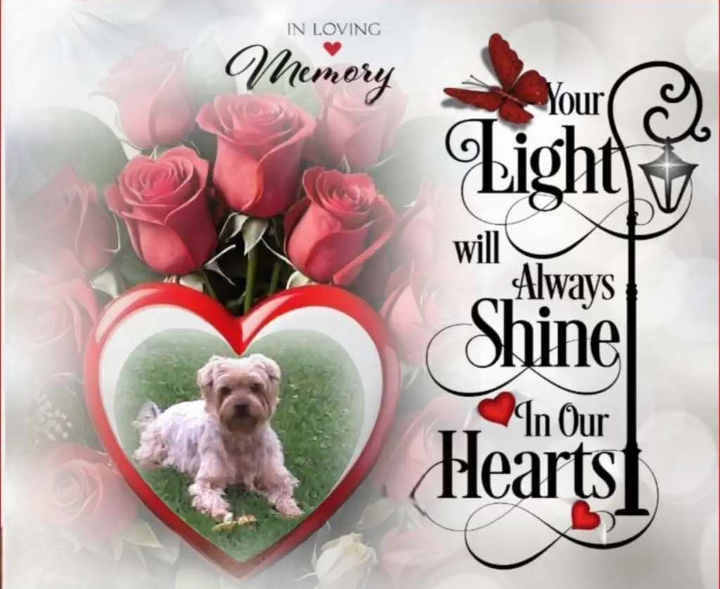 Condolence image of Sonntag,137 Wochen ohne Dich♥️ unser allerliebster Jackuś♥️