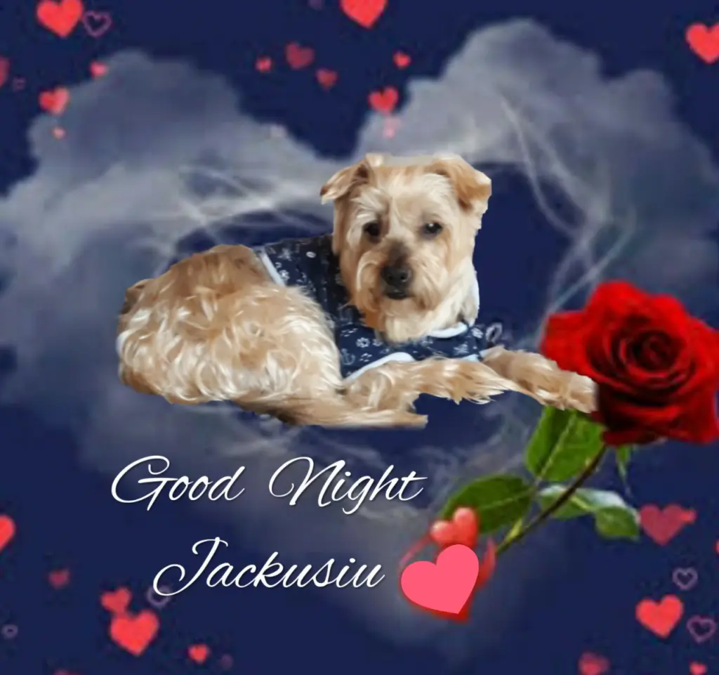 Condolence image of ⭐️Dobranoc nasz najdroższy Jackusiu♥️
