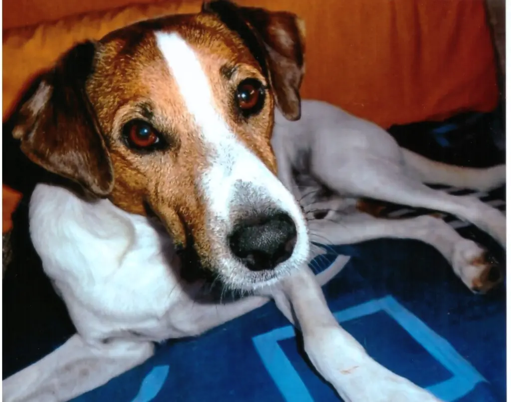 Condolence image of Paul mit "Seelenhund Spiky im Herzen"