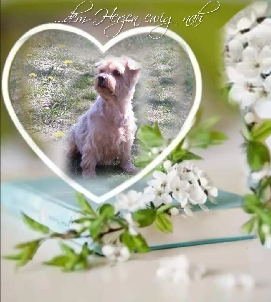 Condolence image of Sonntag,141 Wochen ohne Dich♥️ liebster Jacki♥️