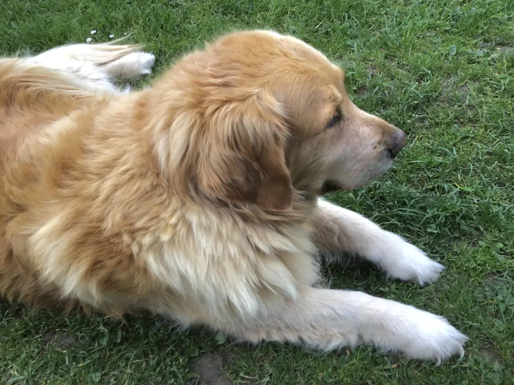 Condolence image of Angelika mit Luna ❤️⭐️