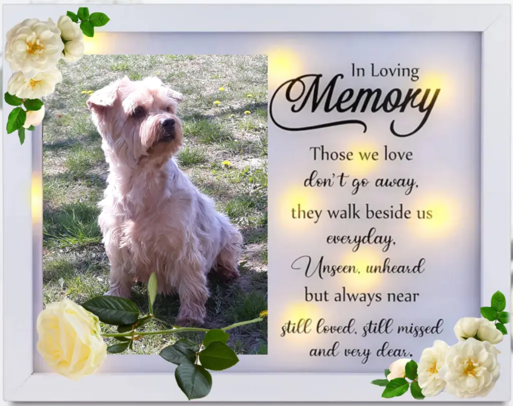 Condolence image of 1000 Tage Sehnsucht