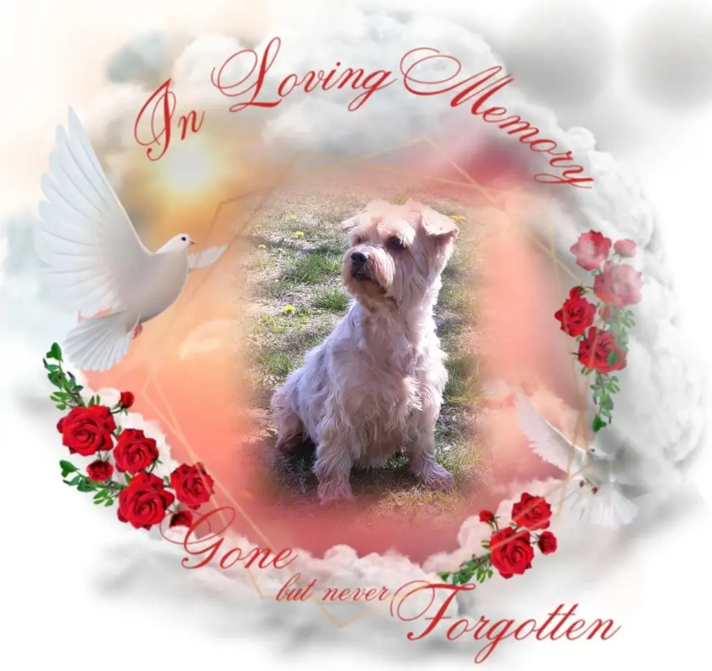 Condolence image of 1000 Tage Sehnsucht