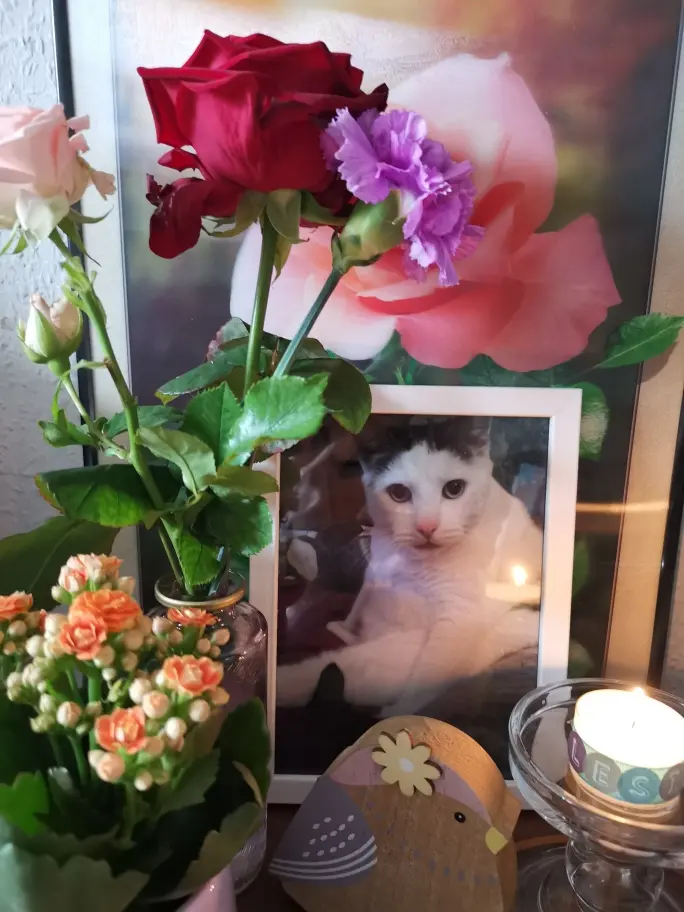 Condolence image of Olena mit Lesik im Herzen ❤