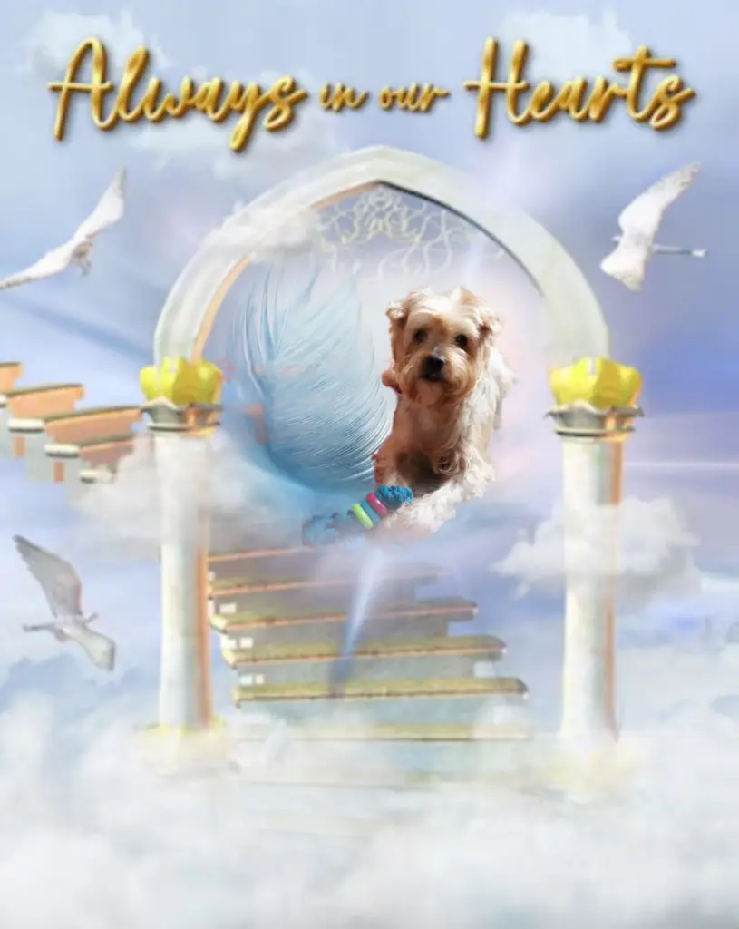 Condolence image of Sonntag,145 Wochen ohne Dich♥️ liebster Jackuś♥️