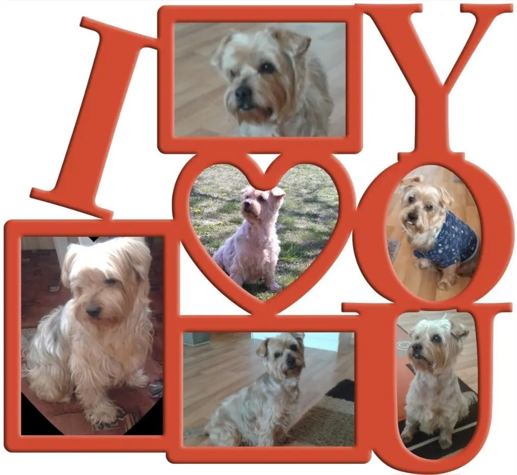 Condolence image of Sonntag,146 Wochen ohne Dich♥️ liebster Jacki♥️