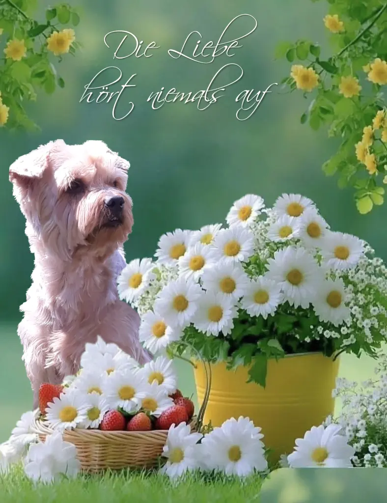 Condolence image of Sonntag,147 Wochen ohne Dich♥️ unser liebster Jacki♥️