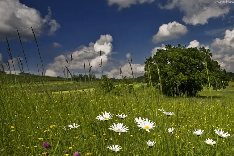 Condolence image of Snowy ♡