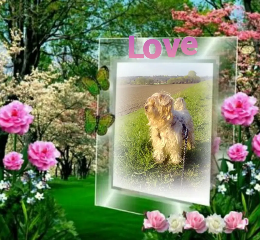 Condolence image of Sonntag,148 Wochen ohne Dich♥️ unser allerliebster Jacki♥️