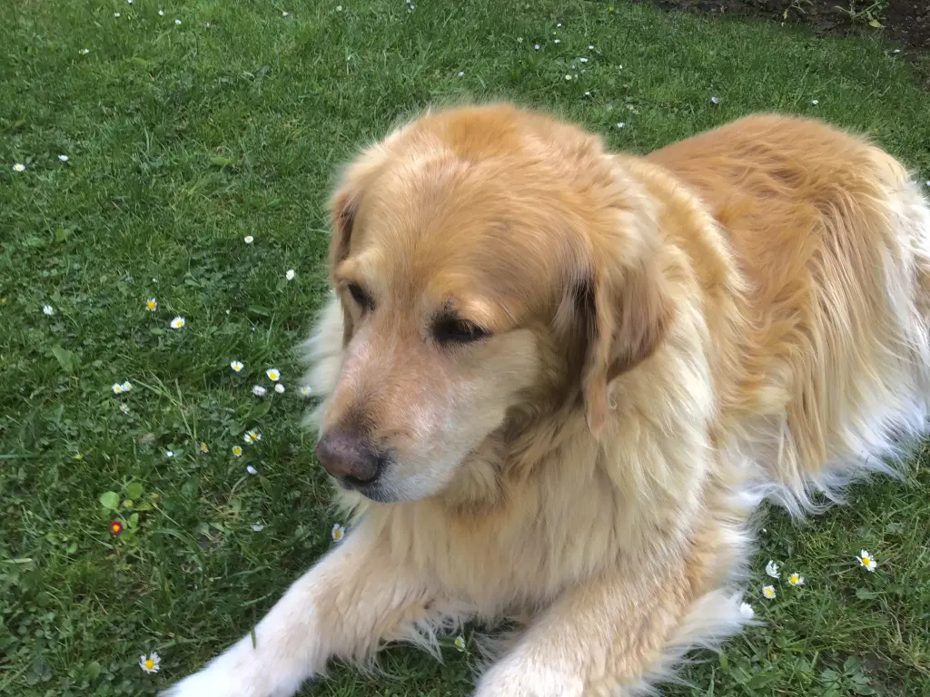 Condolence image of Angelika mit Luna ❤️⭐️