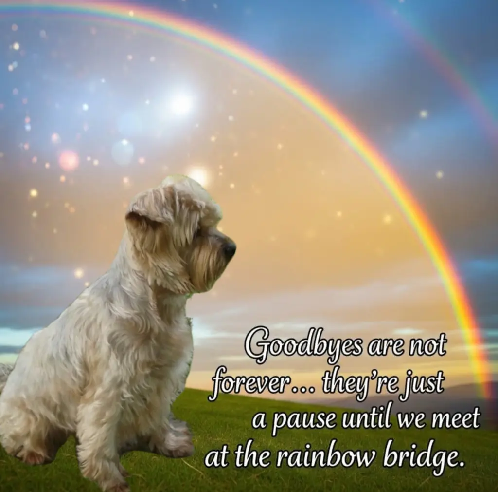 Condolence image of Sonntag,150 Wochen ohne Dich♥️ allerliebster Jackuś♥️