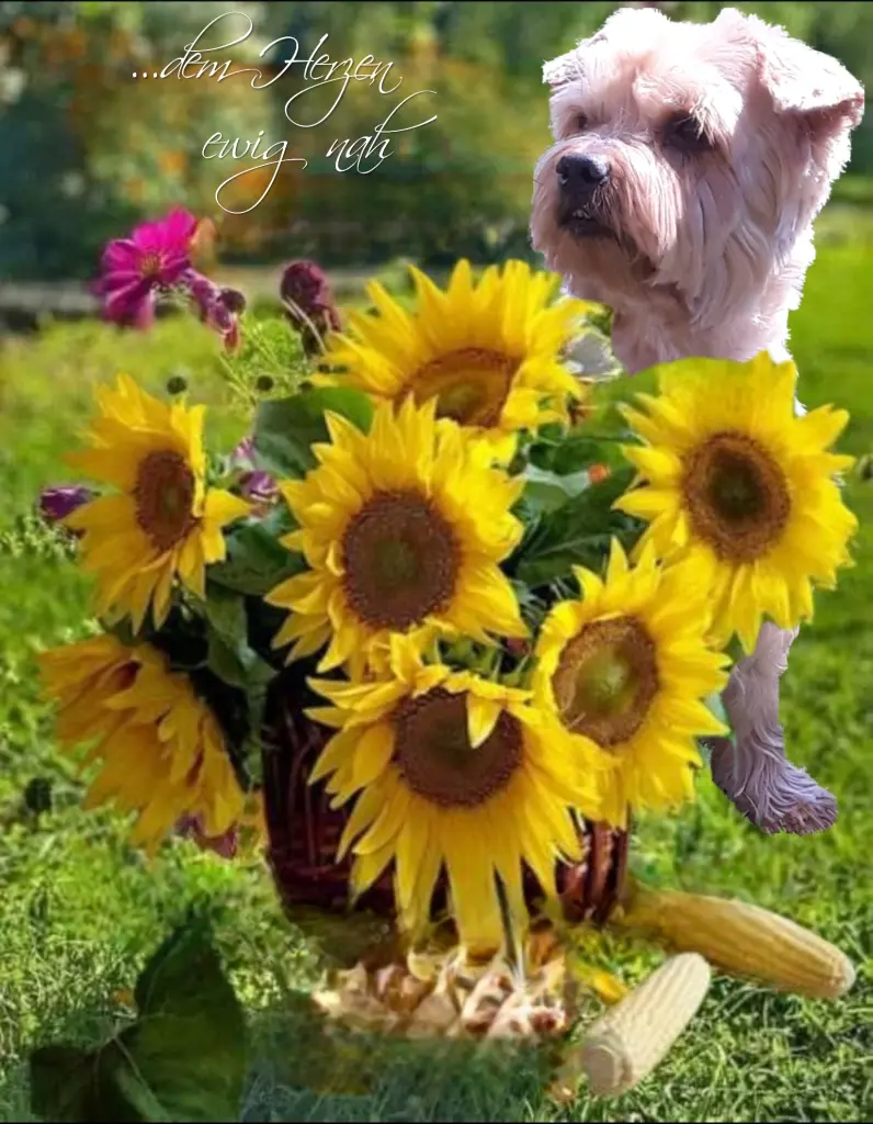 Condolence image of Sonntag,151 Wochen ohne Dich♥️ liebster Jacki♥️