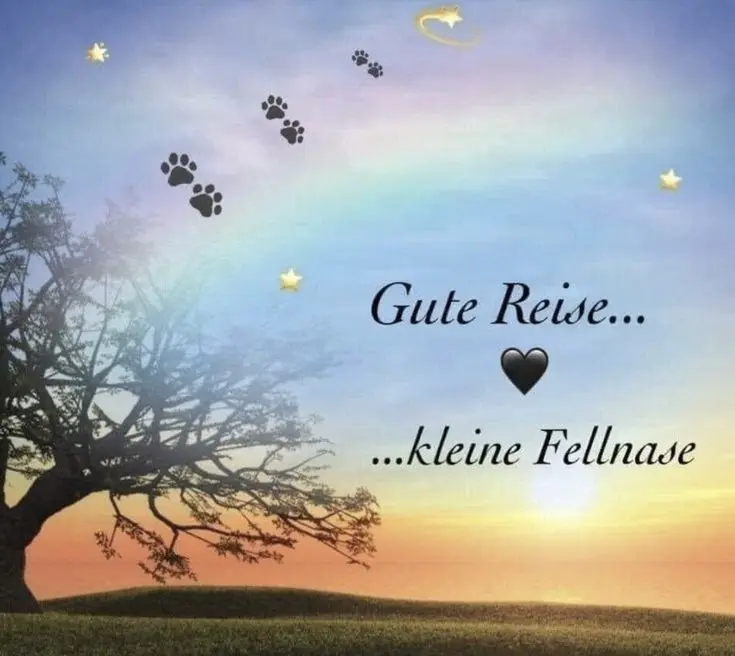 Condolence image of Janine mit Seelenhund Sheela ganz tief im Herzen ❤️