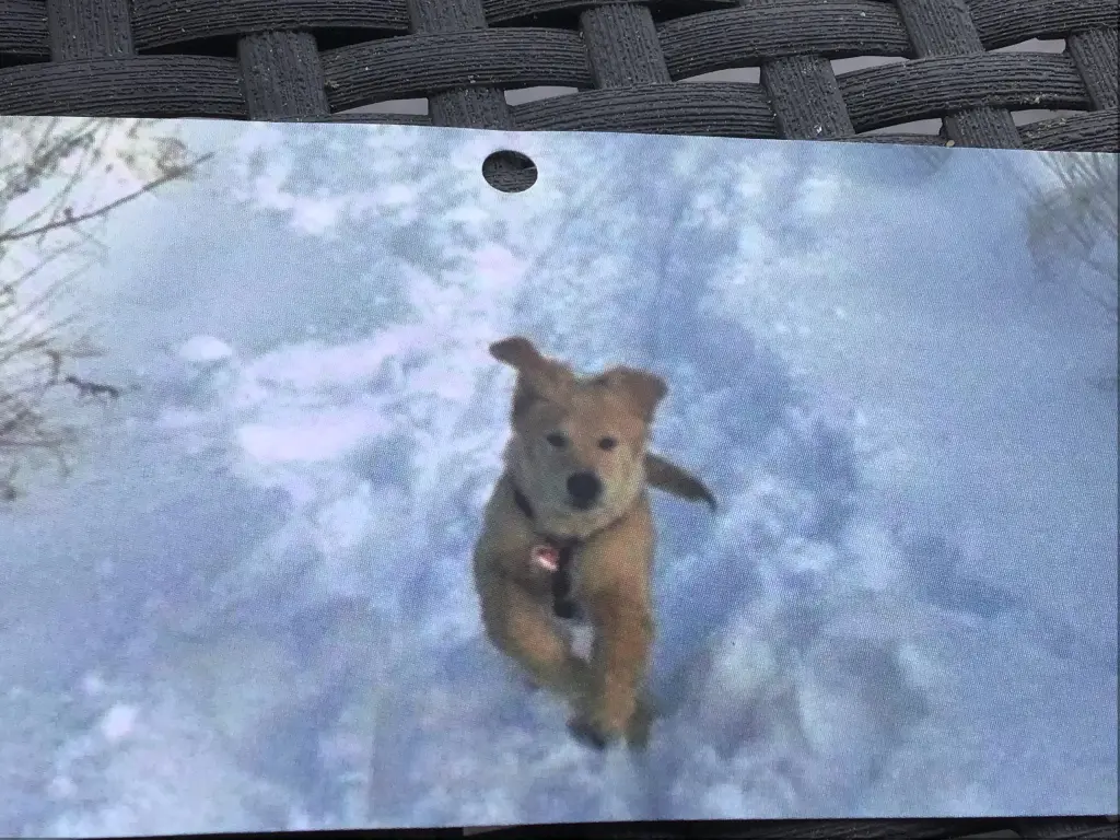 Condolence image of Angelika mit Luna ❤️⭐️