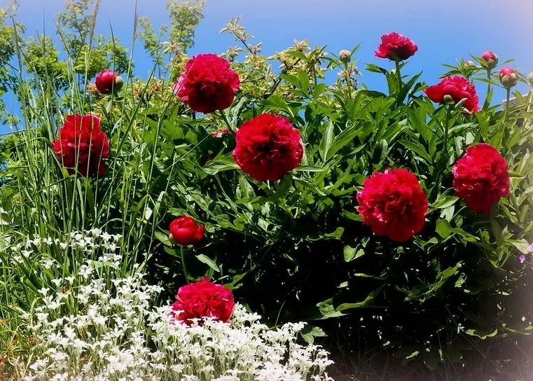 Condolence image of ♡