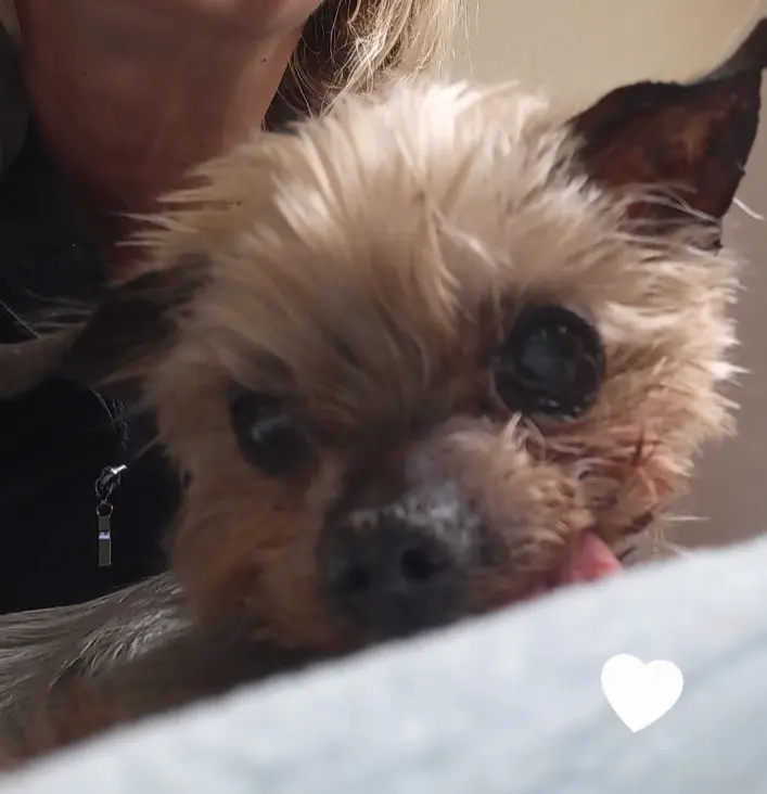 Condolence image of Kerstin ❤️Snoopy