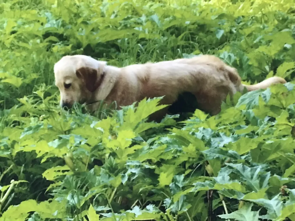 Condolence image of Angelika mit Luna ❤️⭐️