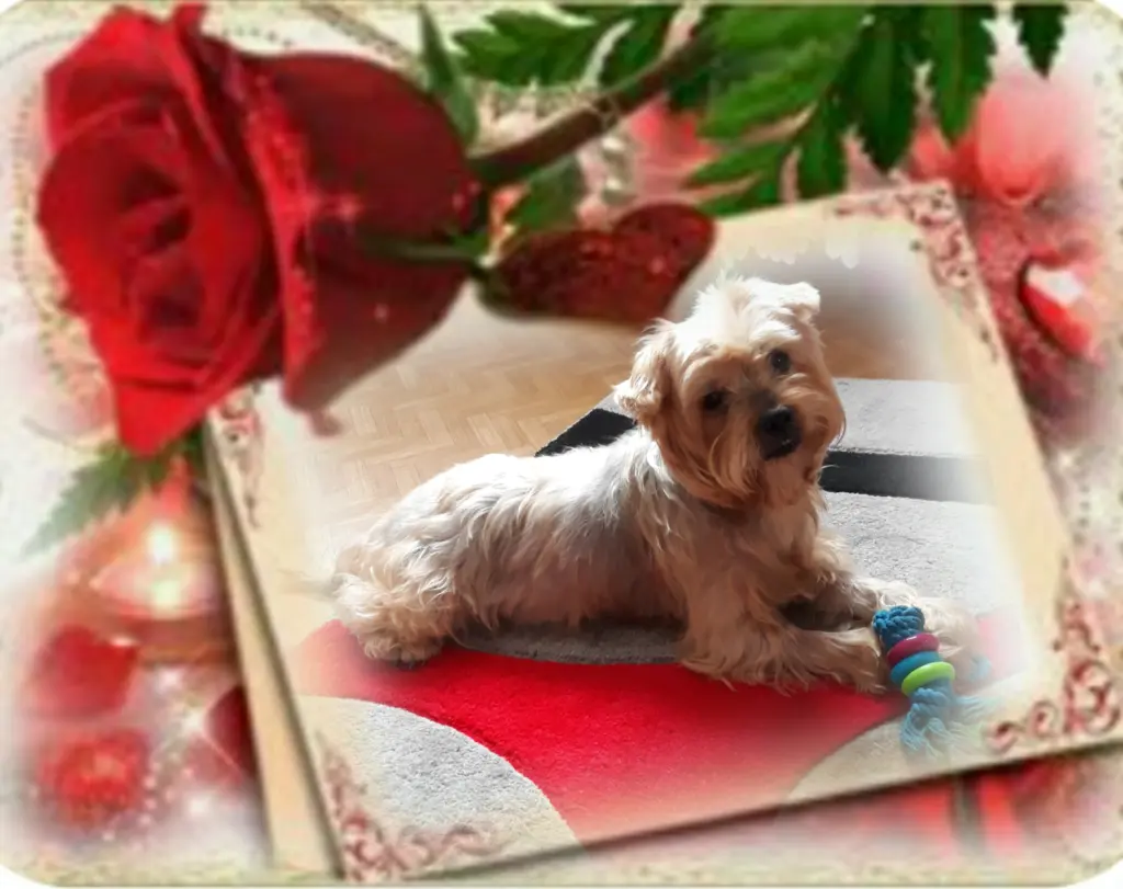 Condolence image of Sonntag, 159 Wochen ohne Dich♥️ liebster Jackuś♥️