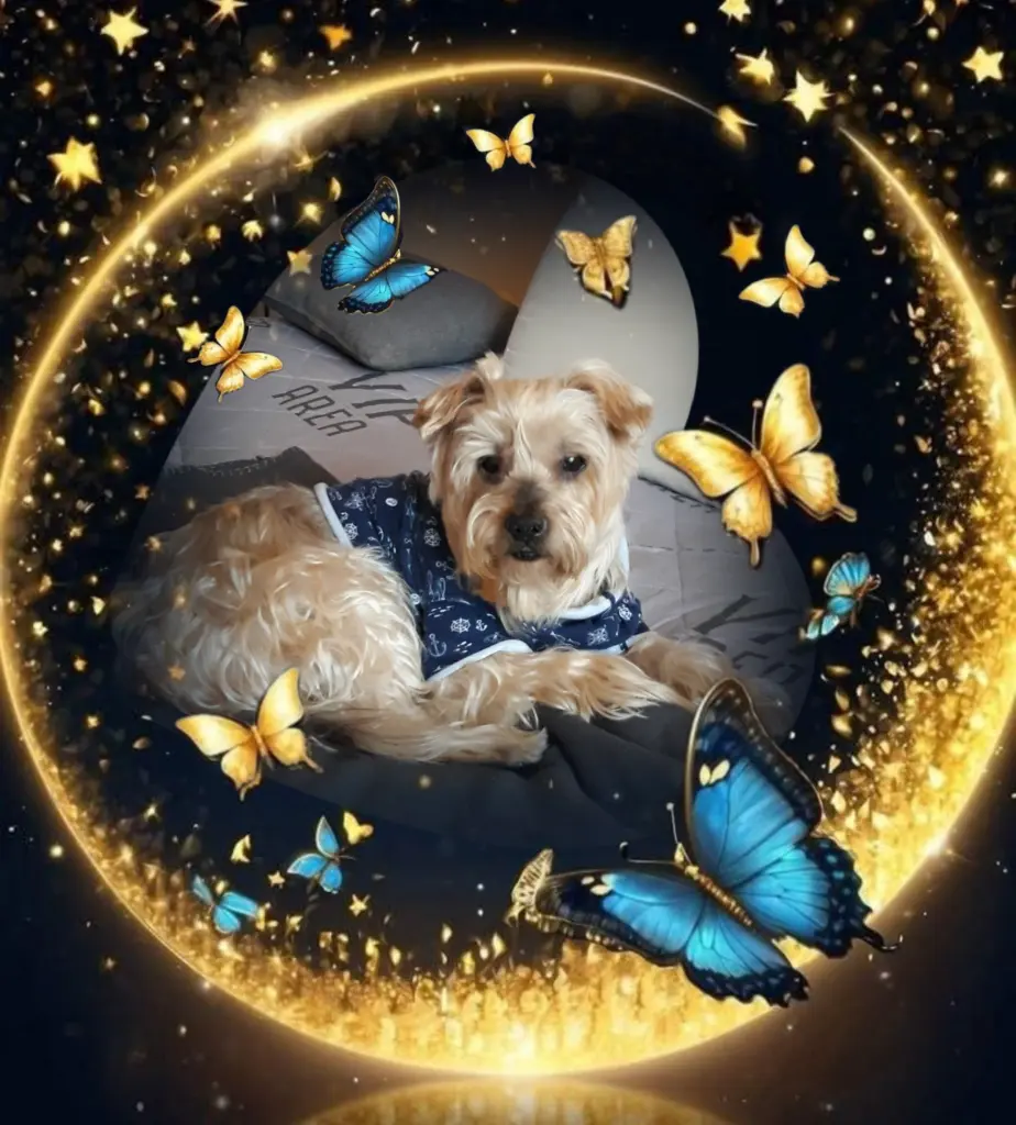 Condolence image of ✨️Dobranoc✨️ nasz najdroższy Jackusiu♥️