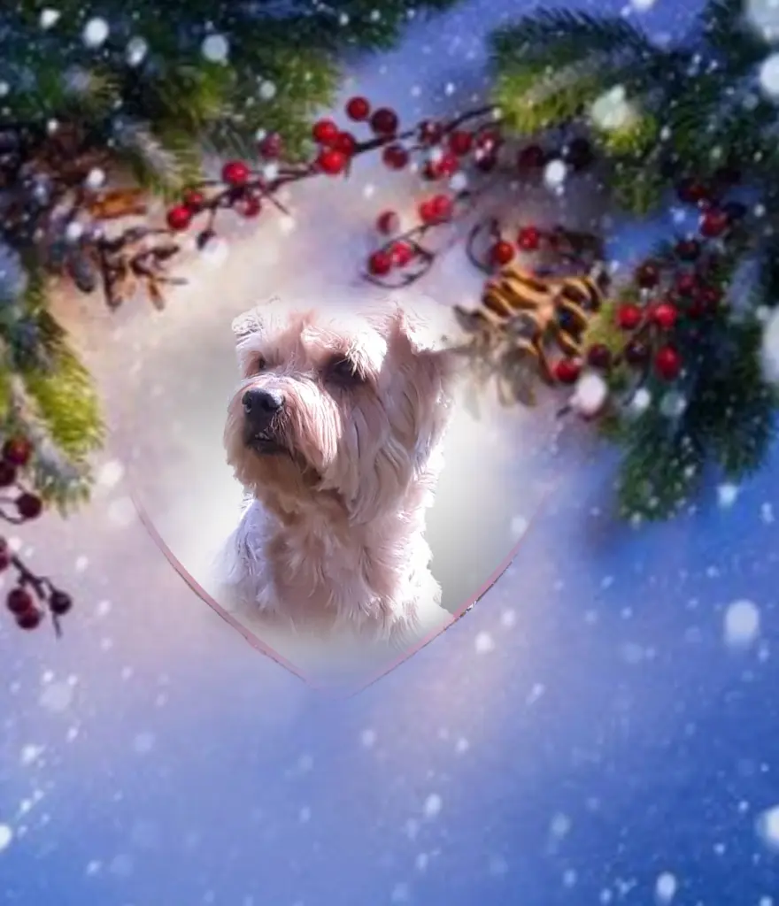 Condolence image of Sonntag, 163 Wochen ohne Dich♥️ allerliebster Jackuś♥️