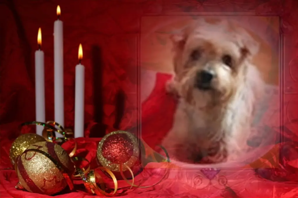 Condolence image of 163.Tygodnie....Bez Ciebie❤️⭐️🐕Ukochany❤️❤️❤️Jackuniu❤️⭐️