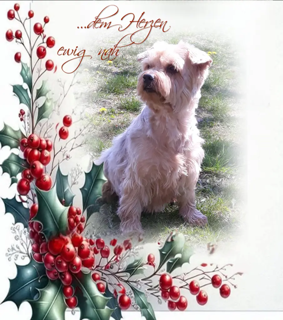 Condolence image of 38 Monate ohne Dich♥️ liebster Jackuś♥️