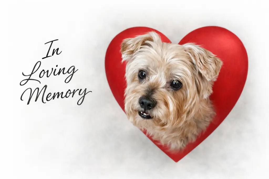 Condolence image of 🕯️in stillem Gedenken