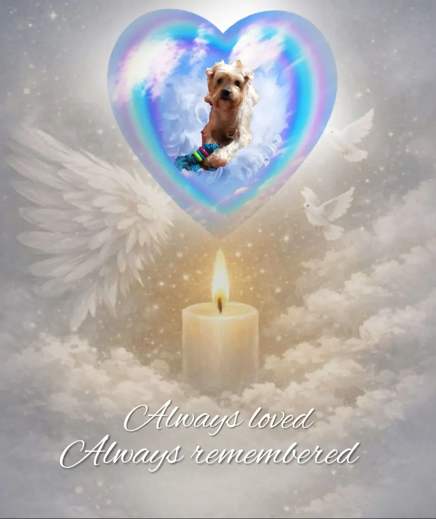 Condolence image of ✨️Dobranoc✨️ nasz najdroższy Jackusiu♥️