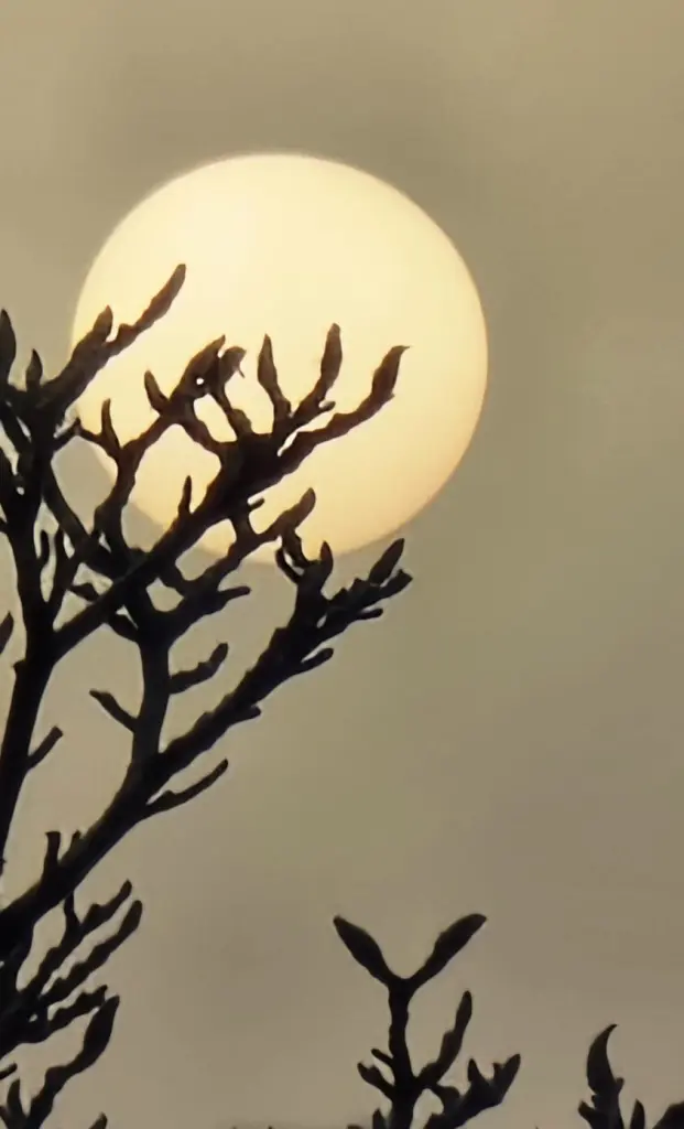 Condolence image of Sigrid